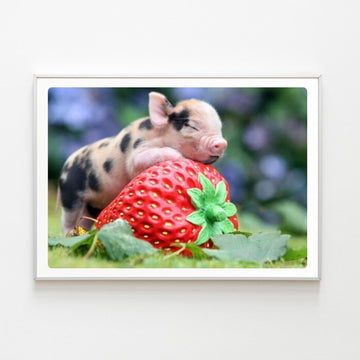Cochons