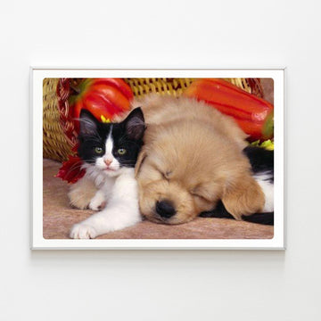 Diamond Painting Amitié Chien Chat