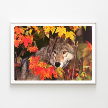 Diamond Painting Loup Caché Automne