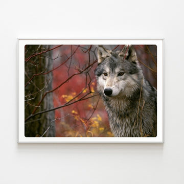 Diamond Painting Loup Automne