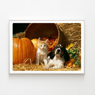Diamond Painting Chat et Chien Automne