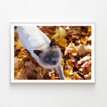 Diamond Painting Chat yeux bleus Automne