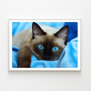 Diamond Painting Chat aux Yeux Bleus